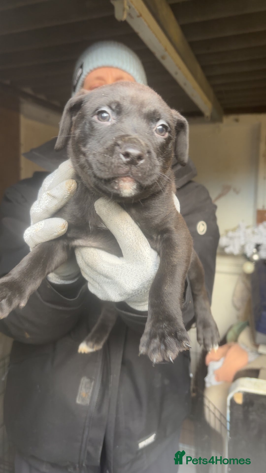 Mixed Breed dogs for sale: Rottiebulls - Advert 5