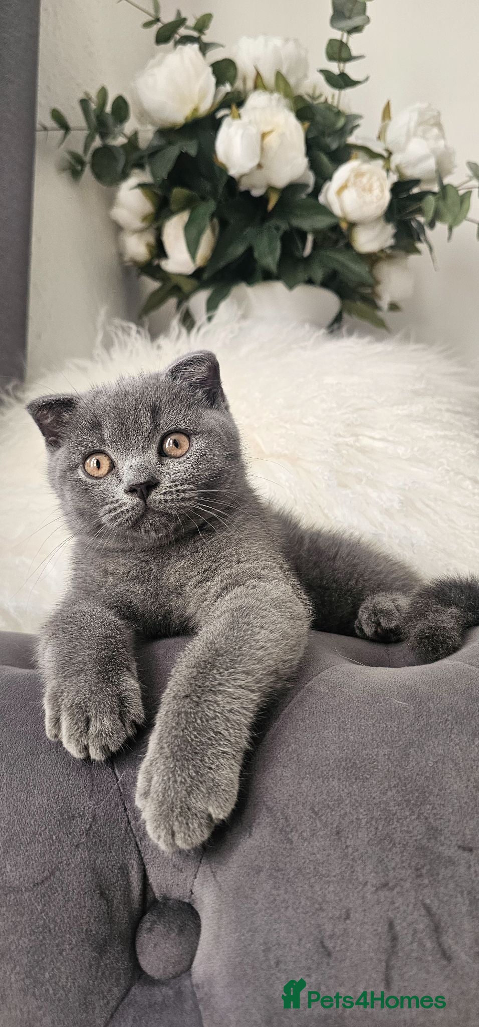 Scottish Fold cats FULLY VACCINATED! Last Scottish Fold Male - Advert 2