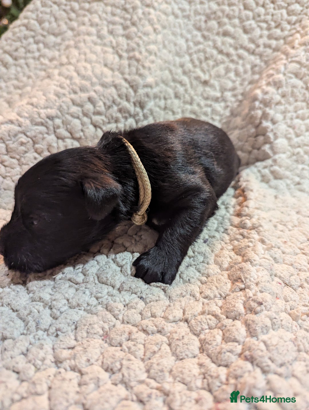 Miniature Schnauzer dogs for sale: Kc reg miniature schnauzers pups available  - Advert 8