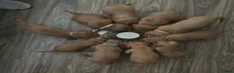 Cocker Spaniel dogs for sale: top class red cockers ready to leave now  - Advert 26
