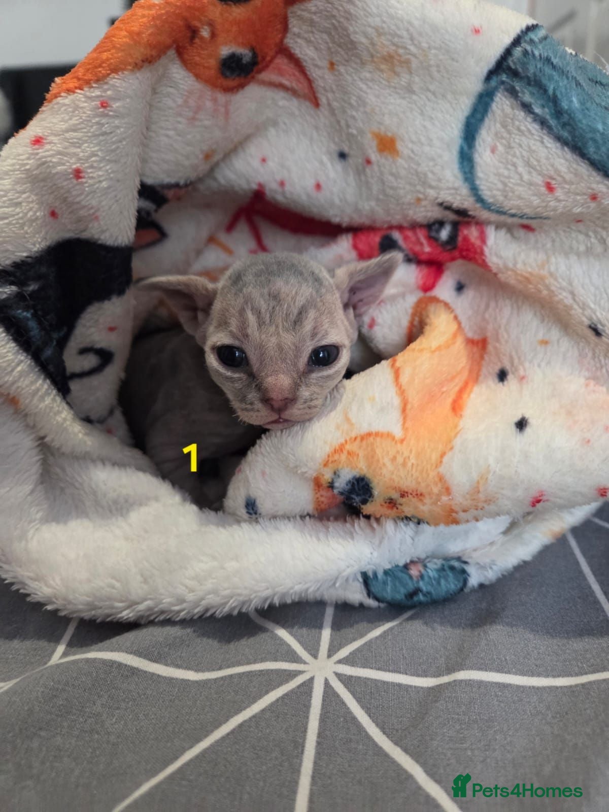 Devon Rex cats 💛 Beautiful Devon Rex Kittens 💛 - Advert 10