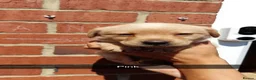 Labrador Retriever dogs for sale: 6 beautiful bundles of joy - Advert 9