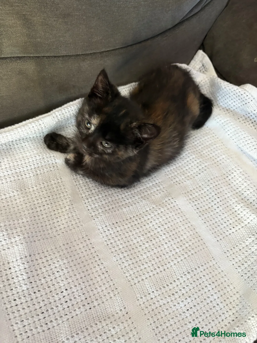 Mixed Breed cats for sale: 3 beautiful British shorthair kittens ready soon in Southend-on-Sea - Advert 9