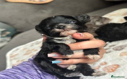 Maltipoo dogs for sale: F1 Toy Maltipoos - Image 5