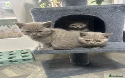 British Shorthair cats for sale: Beautiful cuddly, British short hair kittens  - Image 27