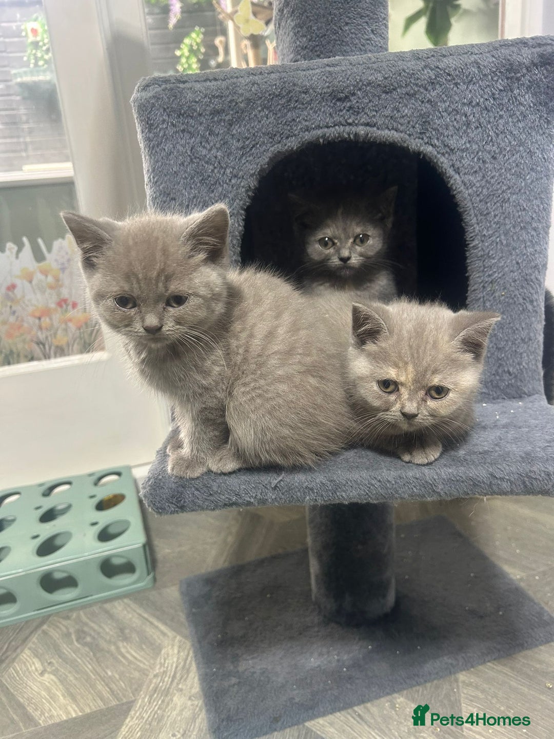 British Shorthair cats for sale: Beautiful cuddly, British short hair kittens  - Image 27