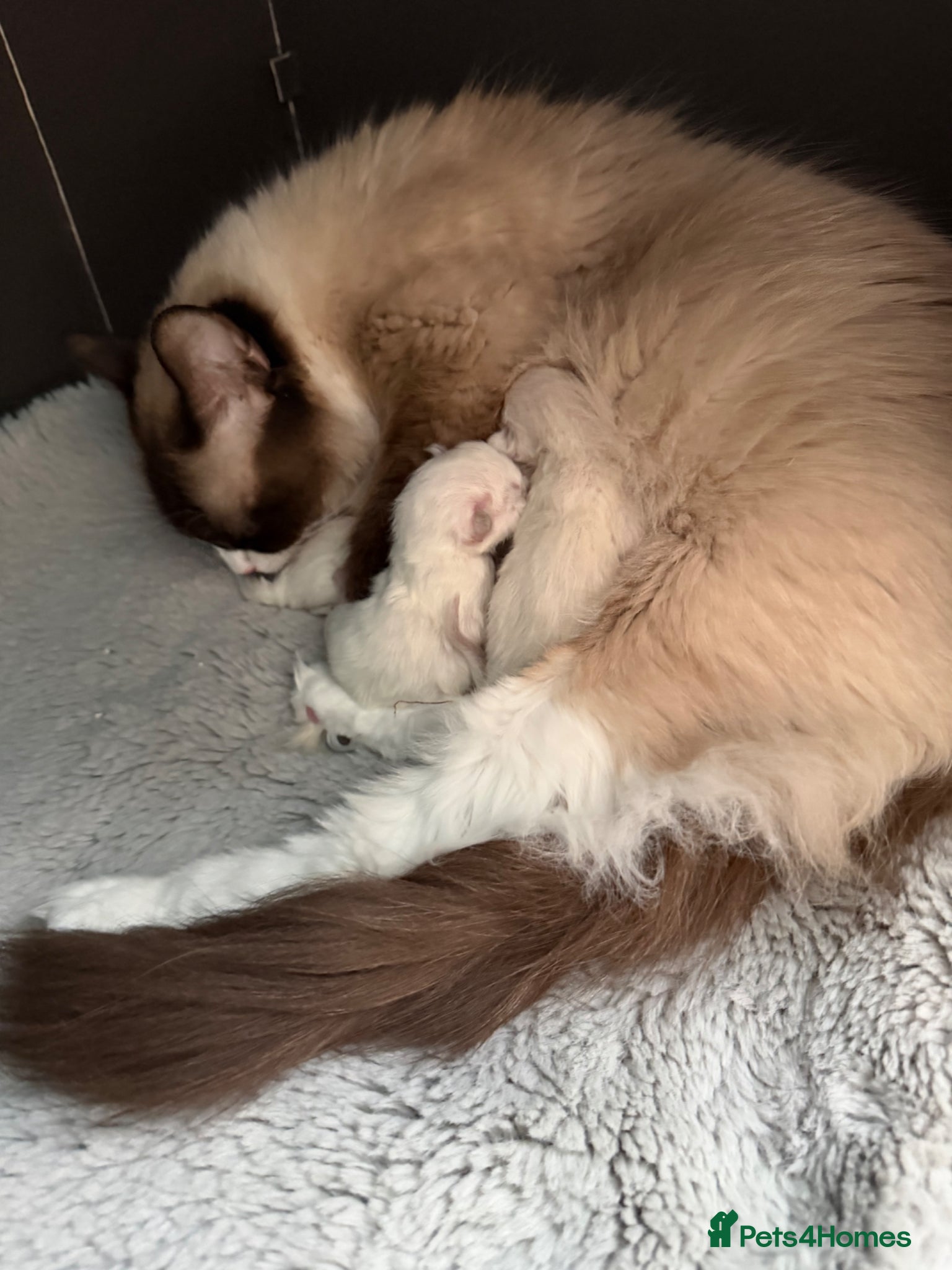 Ragdoll cats Beautiful pure ragdoll kittens - Advert 4