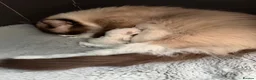 Ragdoll cats for sale: Beautiful blue point and bicolour ragdoll kittens - Advert 18