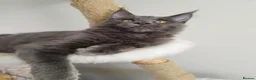 Maine Coon cats for sale: TICA MC kitten waiting for his forever home - Advert 10