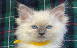 Ragdoll cats for sale: Ragdoll Kitten GCCF, ready now. - Image 28
