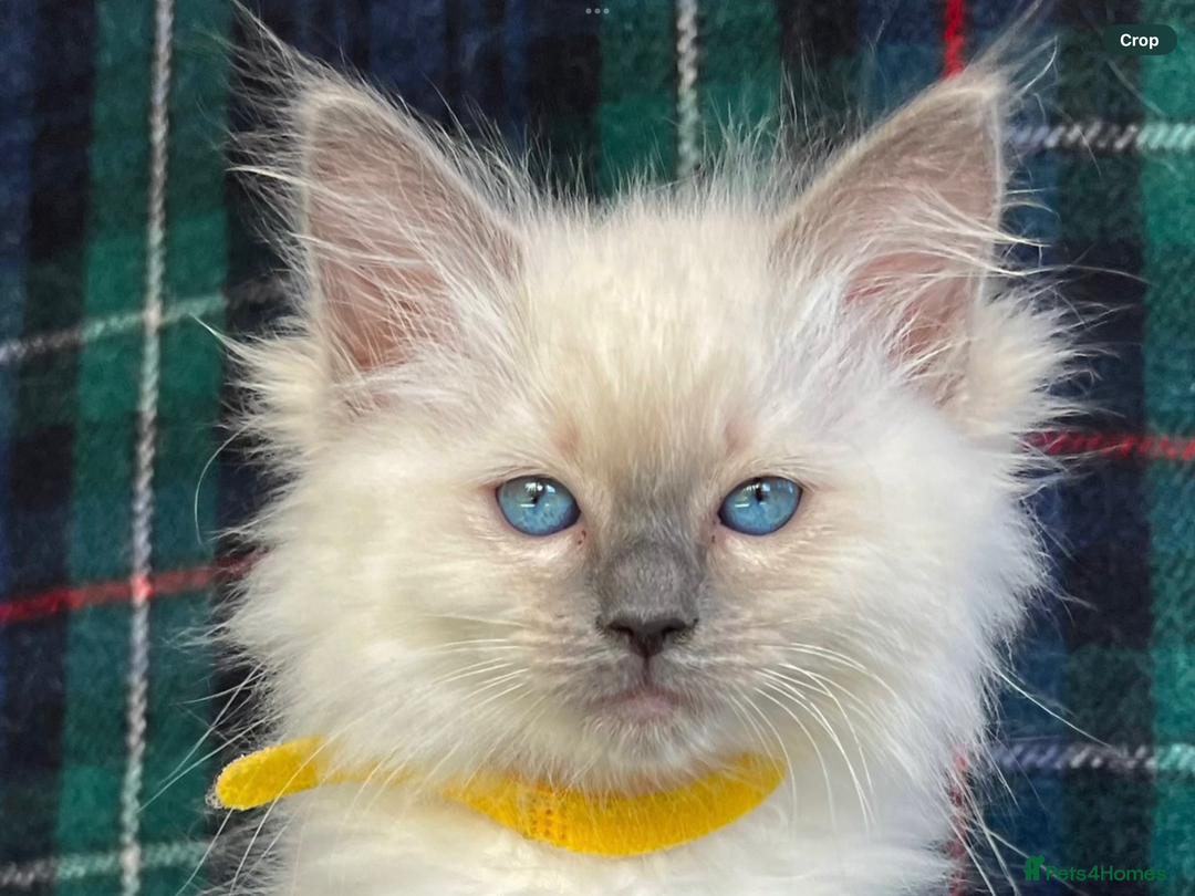 Ragdoll cats for sale: Ragdoll Kitten GCCF, ready now. - Image 28