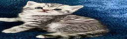British Shorthair cats for sale: Stunning Classic British shorthair kittens - Advert 9