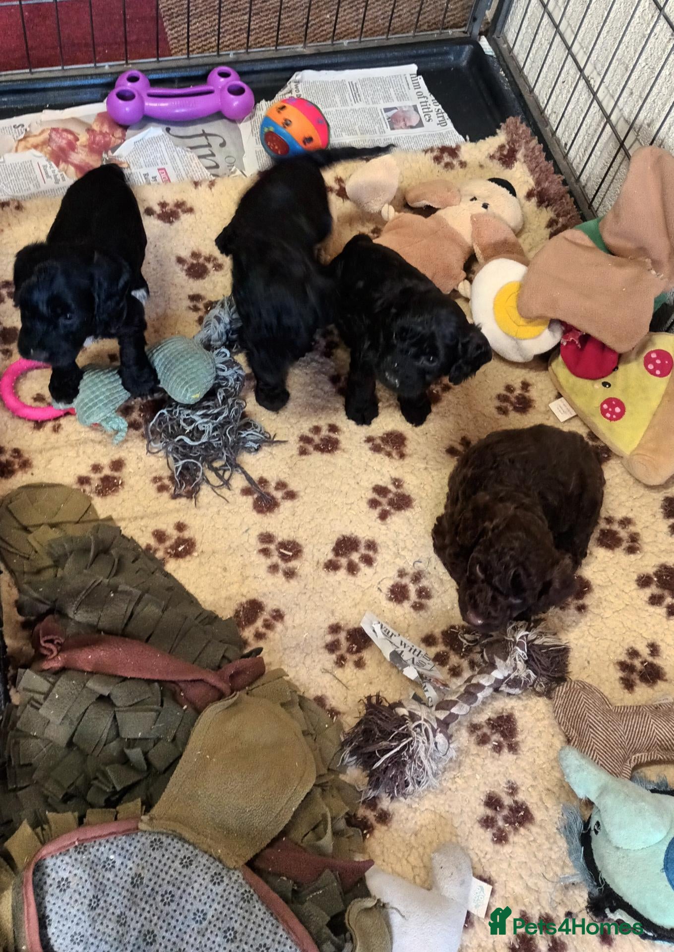 Sproodle dogs F1b SPROODLE PUPPIES FROM 5* LICENCED BREEDER - Advert 9
