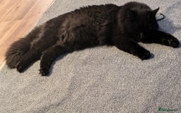 British Longhair cats for sale: Black brown long haired cat - Image 7