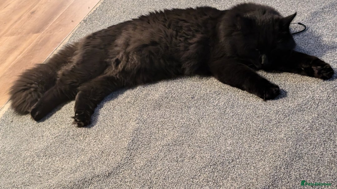 British Longhair cats for sale: Black brown long haired cat - Image 7