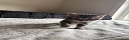 Domestic Shorthair cats for sale: 6 Curious Loving Domestic Shorthair Kittens - Advert 11