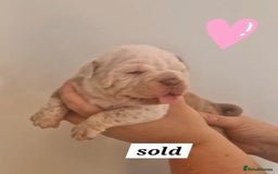 English Bulldog dogs for sale: Outstanding old English bulldogs - Image 11