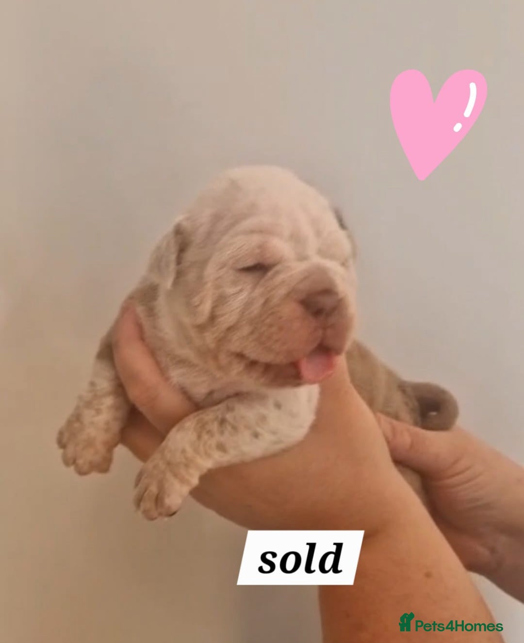 English Bulldog dogs for sale: Outstanding old English bulldogs - Image 11