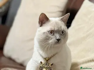 British Shorthair cats Pedigree White British Shorthair - Colourpoint BSH - Advert 10