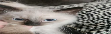Ragdoll 1