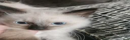 Ragdoll cats for sale: Beautiful fluffy Ragdoll kitten in Leicester - Advert 2