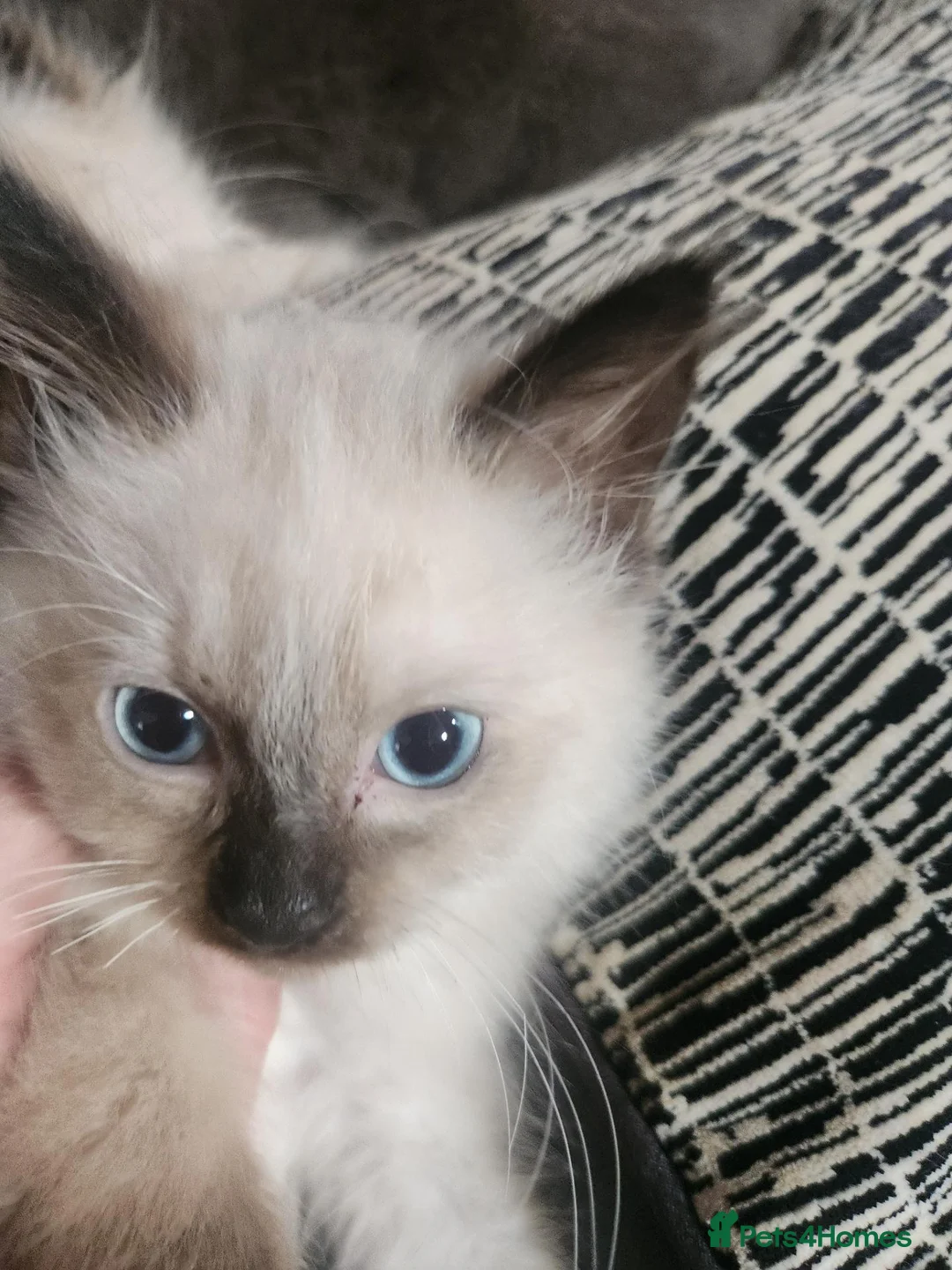 Ragdoll cats for sale: Beautiful fluffy Ragdoll kitten in Leicester - Advert 2