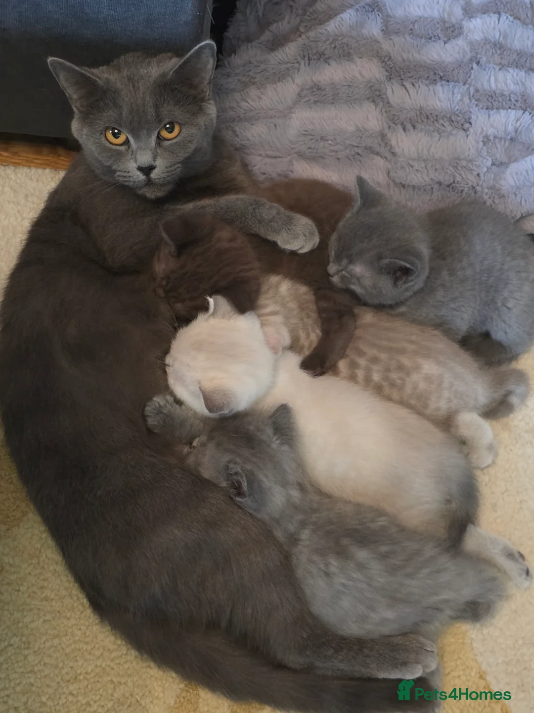 British Shorthair cats for sale: 🔥 Stunning British Shorthair Kittens to Reserve - Advert 18