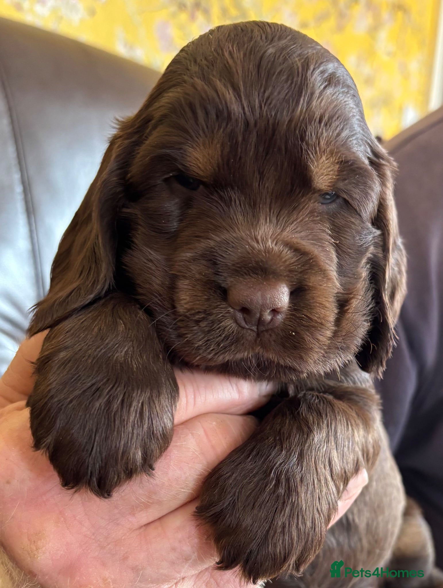 Cocker Spaniel dogs Stunning Litter of Show Cocker Spaniel Puppies - Advert 15