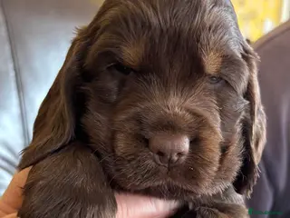 Cocker Spaniel dogs Stunning Litter of Show Cocker Spaniel Puppies - Advert 15