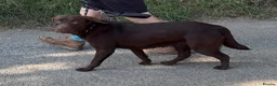 Labrador Retriever dogs for sale: Quality KC Reg Chocolate Labrador Retriever Adult - Advert 6