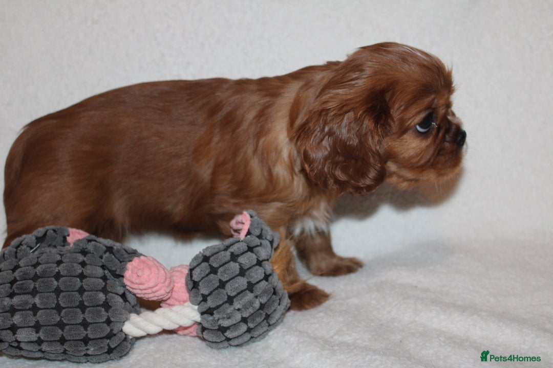 Cavalier King Charles Spaniel dogs for sale: Gorgeous Cavalier King Charles Spaniel puppies - Image 13