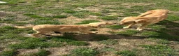 Golden Retriever dogs for sale: Stunning female golden retriever  - Advert 6