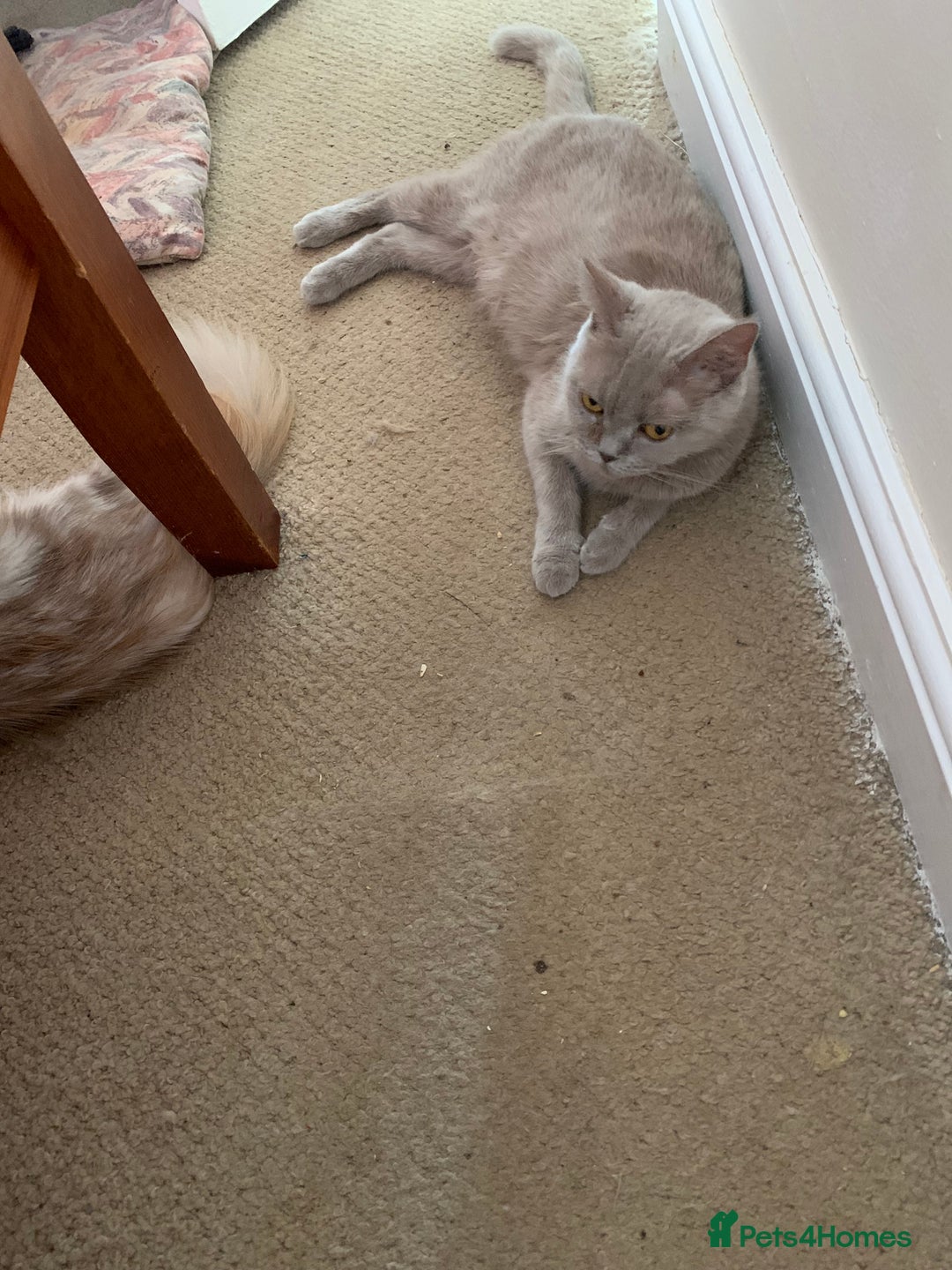 Burmese cats for sale: Burmese x British shorthair kittens  - Image 10