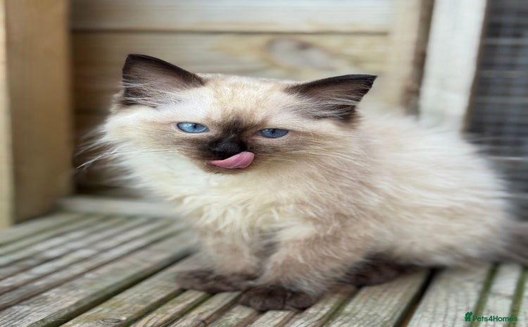 Ragdoll cats - Advert 3