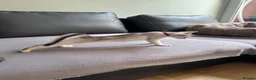 Abyssinian cats for sale: Silver Abyssinian kittens  - Advert 8