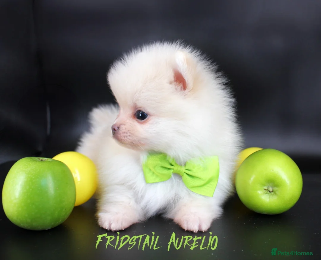 Pomeranian dogs for stud: Solid Lilac Tiny 1.8kg Stud Dog DNA health tested in Rotherham - Advert 11