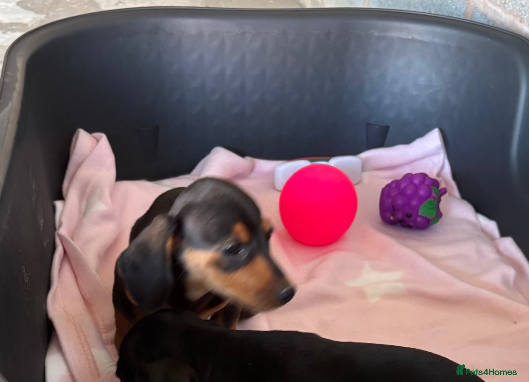 Dachshund dogs for sale: KC PRA Miniature smooth hair dachshund puppies  - Image 17