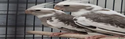 Cockatiels birds for sale: Baby  cockatiels.  - Advert 4