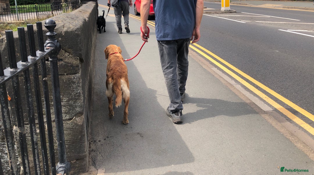 Golden Retriever dogs for sale: Robin Fully Trained KC Reg Golden Retriever - Image 6