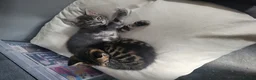Mixed Breed cats for sale: Beautiful girl tabbies - Advert 15