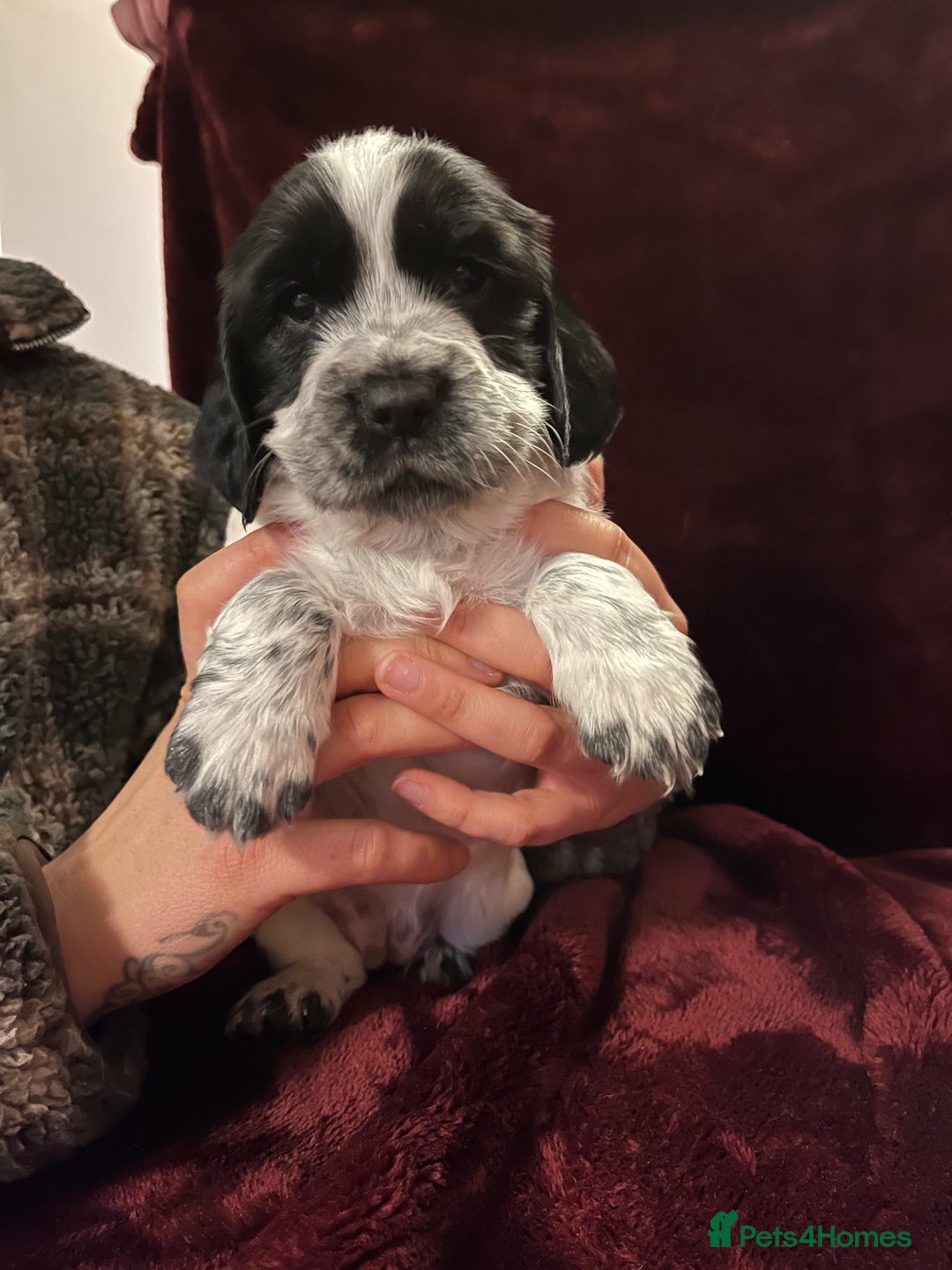 Sprocker dogs for sale: Beautiful Sprocker Spaniel Puppies  - Advert 7