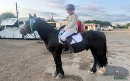 Welsh Section D horses for sale: Welsh section D gelding STAR for sale bay 13.2h - Image 7