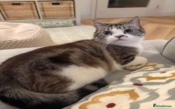 Persian cats for sale: 2 Year Old Persian / Mixed (shorthair) Cat - Image 6