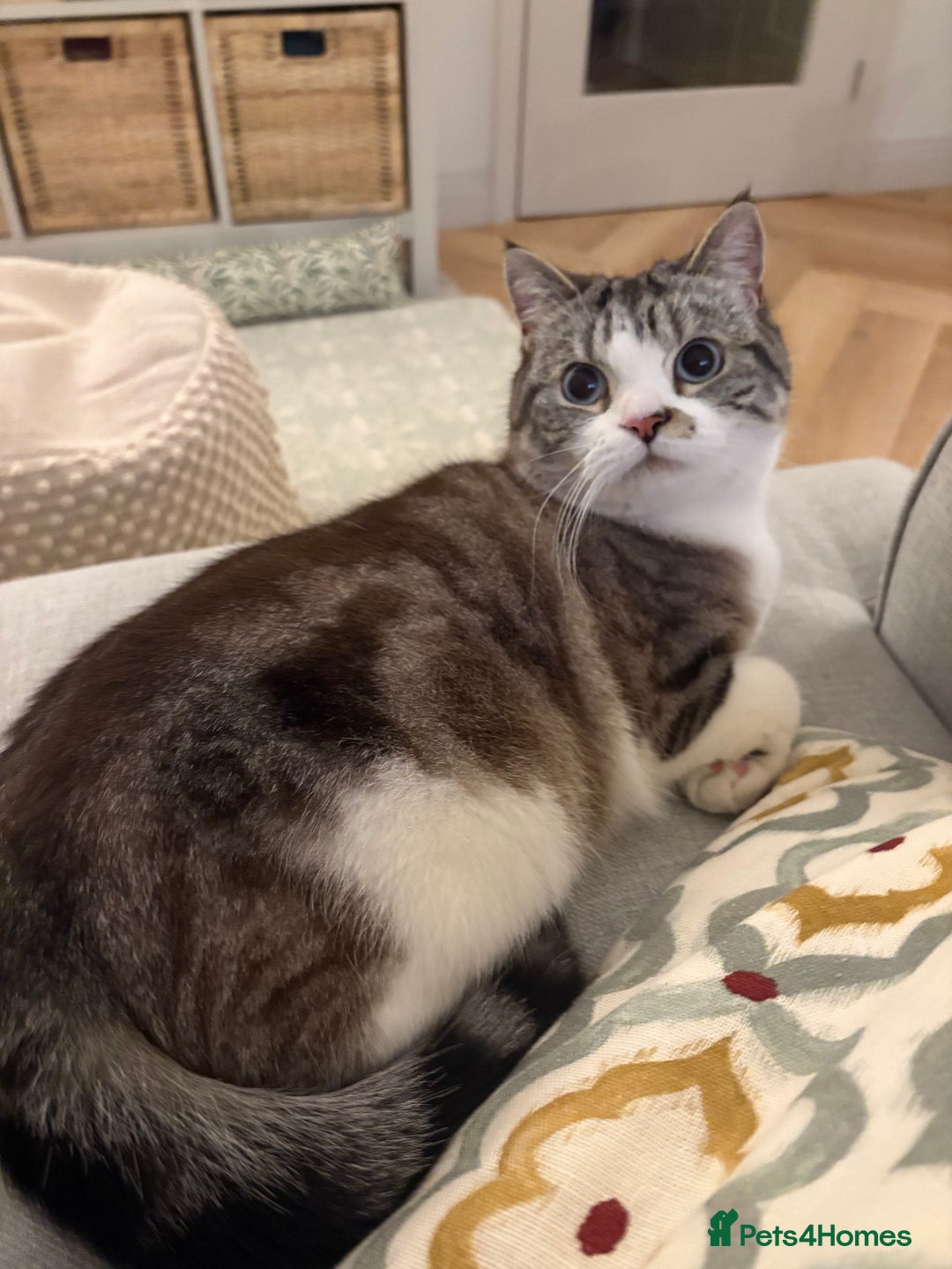 Persian cats for sale: 2 Year Old Persian / Mixed (shorthair) Cat - Image 6