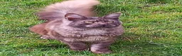 Maine Coon cats for sale: Pedigree Maine Coon Kittens in Manchester  - Advert 2