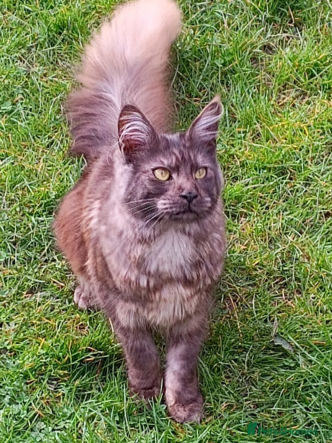 Maine Coon cats for sale: Pedigree Maine Coon Kittens in Manchester  - Advert 2