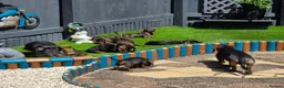 Dachshund dogs for sale: READY NOW Lovely Bunch Standard Dachshund puppies - Advert 4