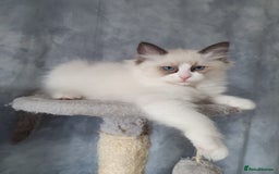 Ragdoll cats for sale: GCCF Active Blue Mitted Stud male for sale - Image 25