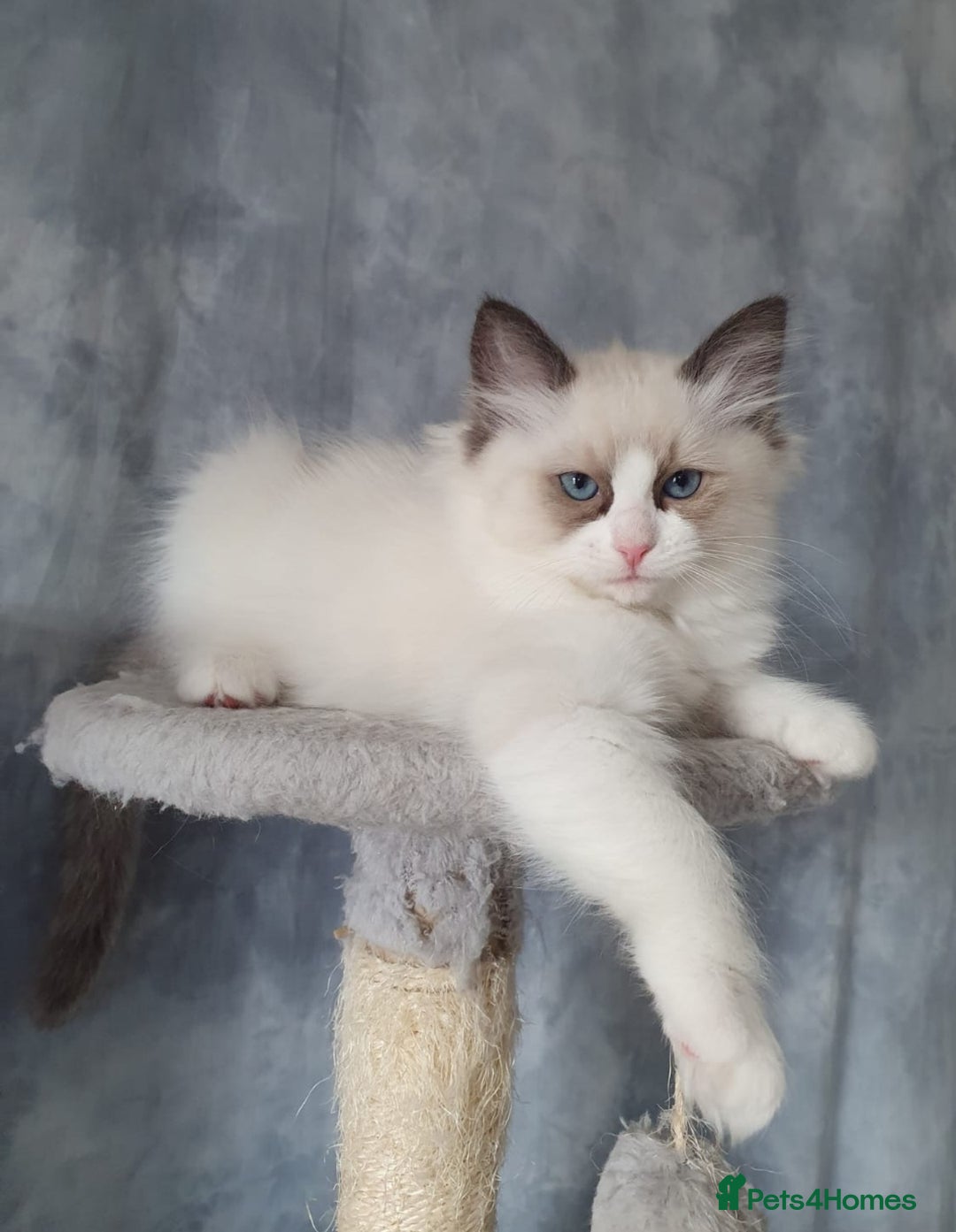 Ragdoll cats for sale: GCCF Active Blue Mitted Stud male for sale - Image 25