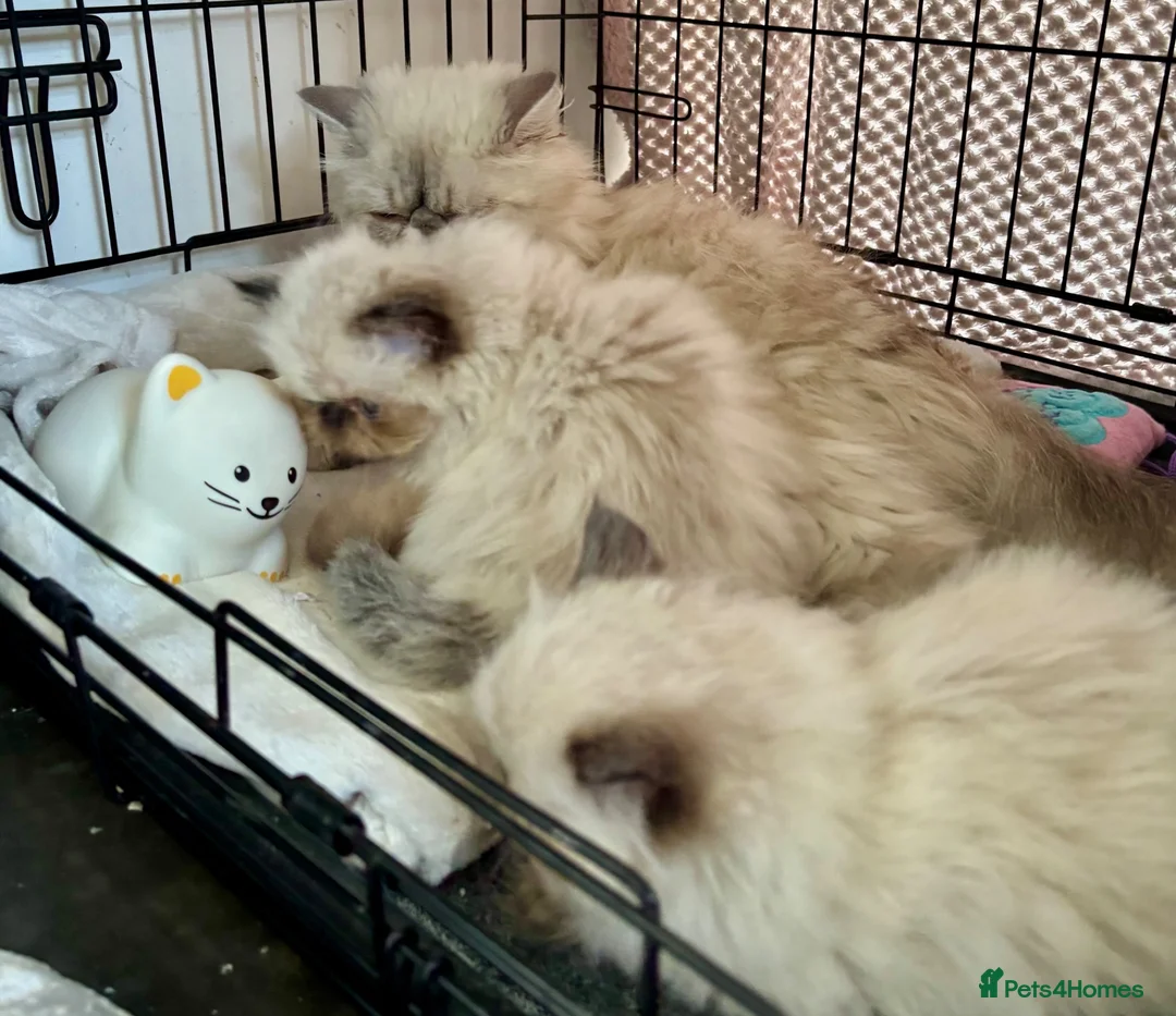 Persian cats for sale: TWO BEAUTIFUL GIRL READY FOR RESERVE!!! - Advert 13